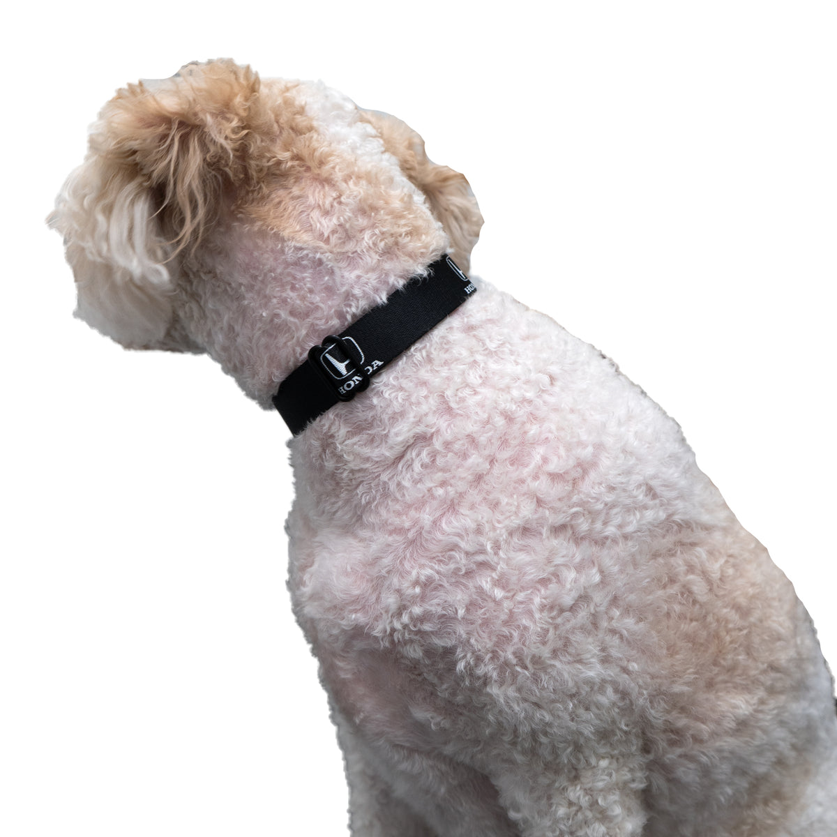 Honda Seatbelt Buckle Collar - Honda Logo Black/White - Buckle-Down