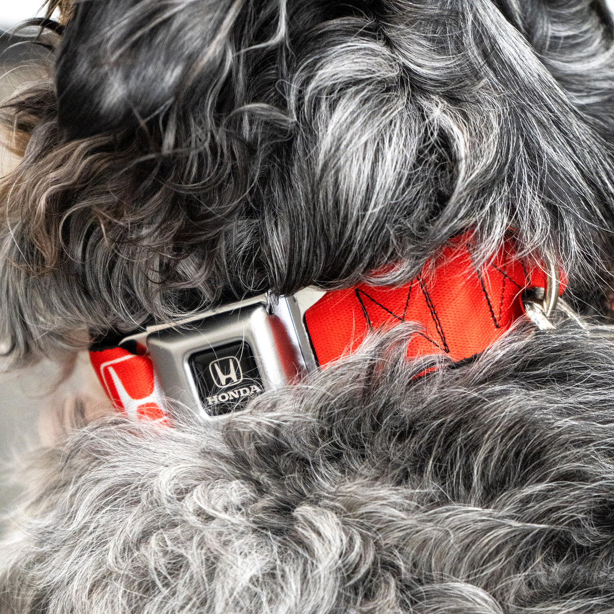 Honda Seatbelt Buckle Collar Honda Logo Red/White - Buckle-Down